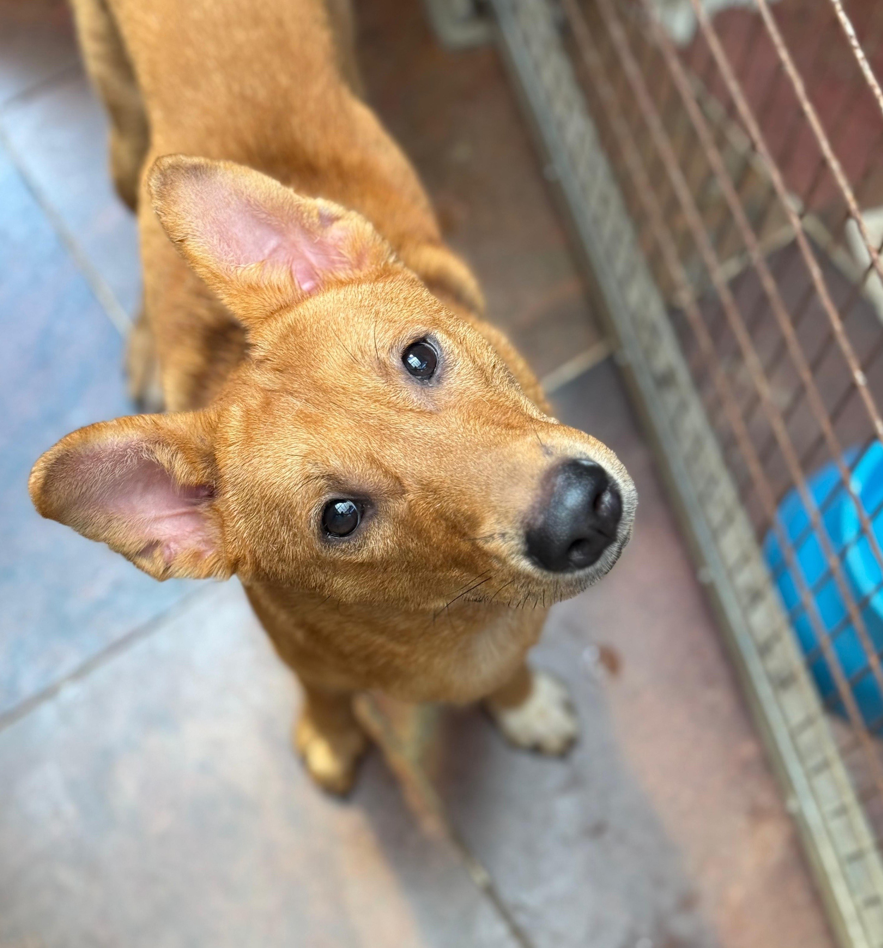 Store House Hong Kong Dog Rescue